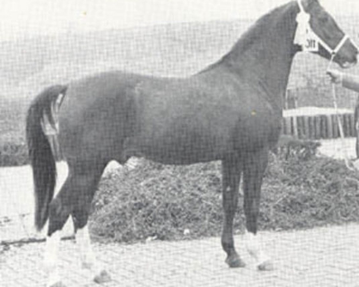 stallion Rebel's Star ox (Arabian purebred, 1970, from Ayton Rebel ox)