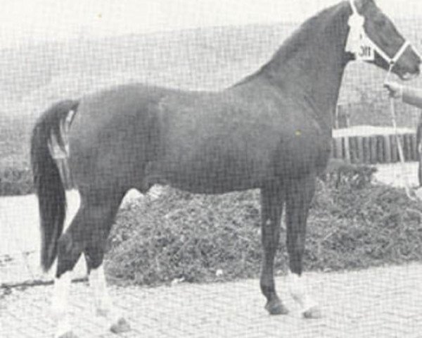 stallion Rebel's Star ox (Arabian thoroughbred, 1970, from Ayton Rebel ox)