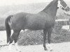 stallion Rebel's Star ox (Arabian thoroughbred, 1970, from Ayton Rebel ox)