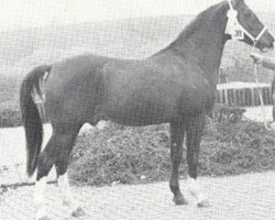 Deckhengst Rebel's Star ox (Vollblutaraber, 1970, von Ayton Rebel ox)