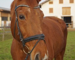 broodmare Pik Donna (Bavarian, 1992, from Donnerhall)