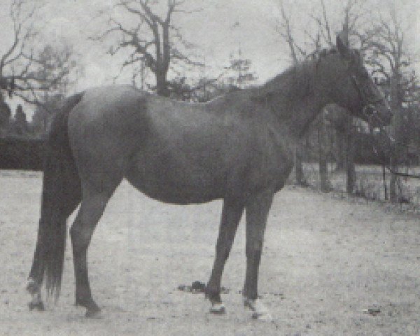 Zuchtstute Nuhra ox (Vollblutaraber, 1936, von Kehailean Al Jellabi ox)
