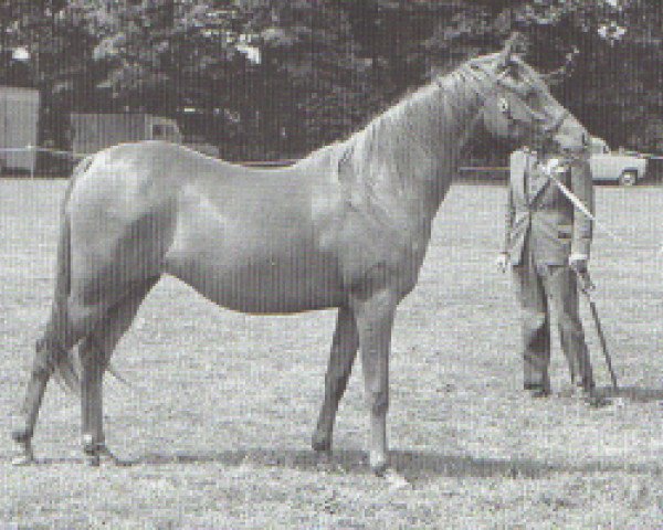 broodmare Rajjela ox (Arabian thoroughbred, 1957, from Grand Royal ox)