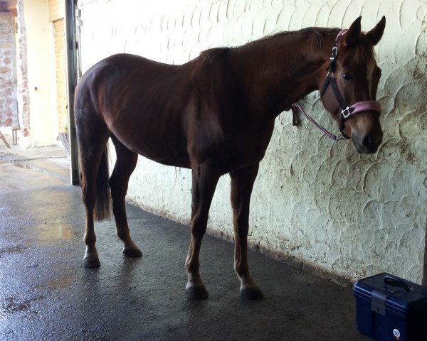 dressage horse Sugar (Oldenburg, 2009, from Sir Gregory)