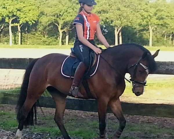 broodmare Kantje's Esri (New Forest Pony, 2009, from Justice H.R.)