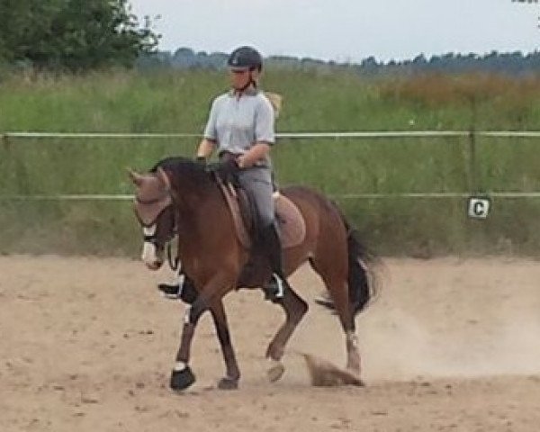 broodmare Valentina PP (Polish Warmblood, 2006, from V.I.P.)