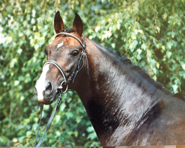 stallion Aragon x (Anglo-Arabs, 1983, from Alim xx)