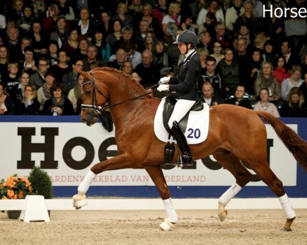 stallion Estoril (Dutch Warmblood, 2009, from Zhivago)