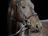 dressage horse Solitair S (Oldenburg, 2009, from Birkhof's Sirtaki)