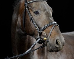 dressage horse Solitair S (Oldenburg, 2009, from Birkhof's Sirtaki)