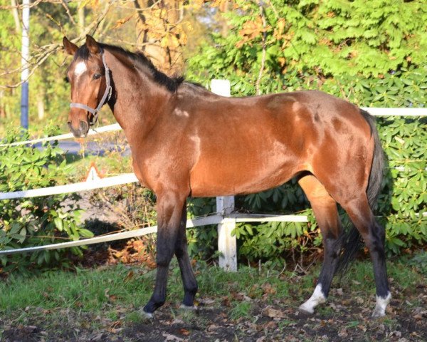 dressage horse Bernardino (Hanoverian, 2011, from San Bernadino 3)