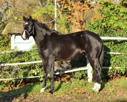 dressage horse Nymphenburg (Hanoverian, 2011, from Fürst Nymphenburg)