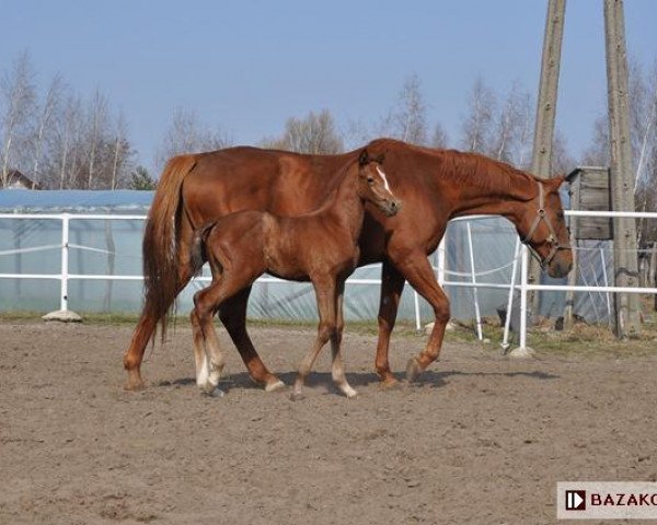 broodmare Arabeska (Polish Warmblood, 1999, from Czynel xx)