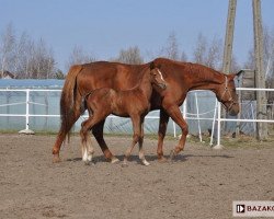 broodmare Arabeska (Polish Warmblood, 1999, from Czynel xx)