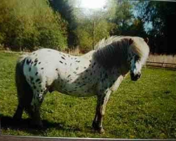 stallion Alf (Shetland Pony, 1989, from Amigo)