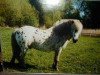 stallion Alf (Shetland Pony, 1989, from Amigo)