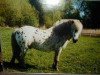 Deckhengst Alf (Shetland Pony, 1989, von Amigo)