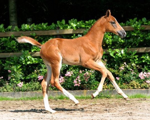 Pferd Hanerma F (KWPN (Niederländisches Warmblut), 2012, von Darco)