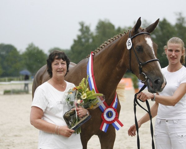 Zuchtstute Cinerma (KWPN (Niederländisches Warmblut), 2007, von Quidam de Revel)