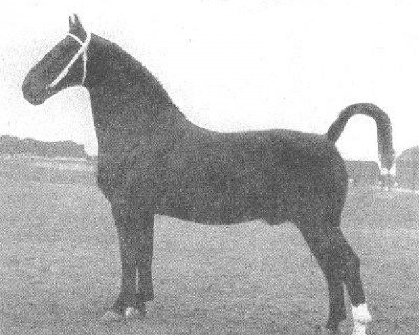 stallion Helmar (Gelderland, 1943, from Baronet)