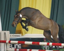 stallion Hoppenhof's Ronald (New Forest Pony, 2003, from Meonbury Peter Rabbit)