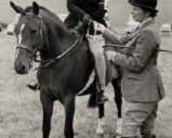 broodmare Peveril Petrina (New Forest Pony, 1949, from Forest Horse)