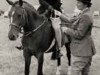 Zuchtstute Peveril Petrina (New-Forest-Pony, 1949, von Forest Horse)