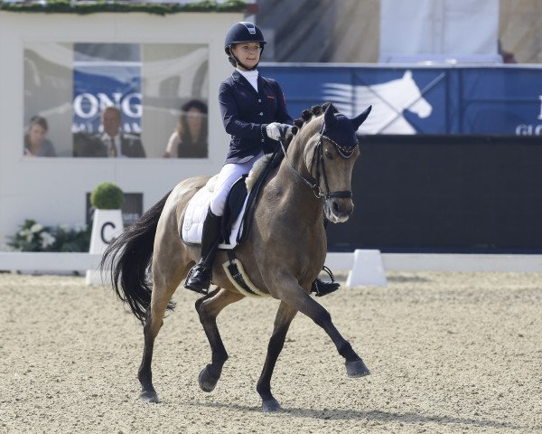 dressage horse Now And Forever Feivel (German Riding Pony, 2001, from Now or never de Montmain)