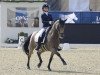 dressage horse Now And Forever Feivel (German Riding Pony, 2001, from Now or never de Montmain)