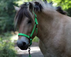 dressage horse Kiron (Fjord Horse, 2010, from Kelvin)