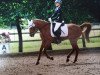 dressage horse Anjershof Charmeur (Nederlands Welsh Ridepony, 1996, from Molenhorn's Pasja)