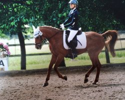 dressage horse Anjershof Charmeur (Nederlands Welsh Ridepony, 1996, from Molenhorn's Pasja)