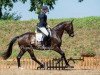 dressage horse Schattenspieler (Oldenburg, 2010, from Sir Donnerhall I)