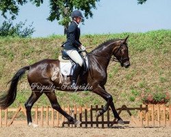 dressage horse Schattenspieler (Oldenburg, 2010, from Sir Donnerhall I)