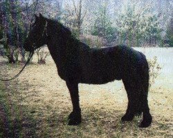 stallion Elfe Baserne (Merenspony, 1992, from Sultan Decastelmir)