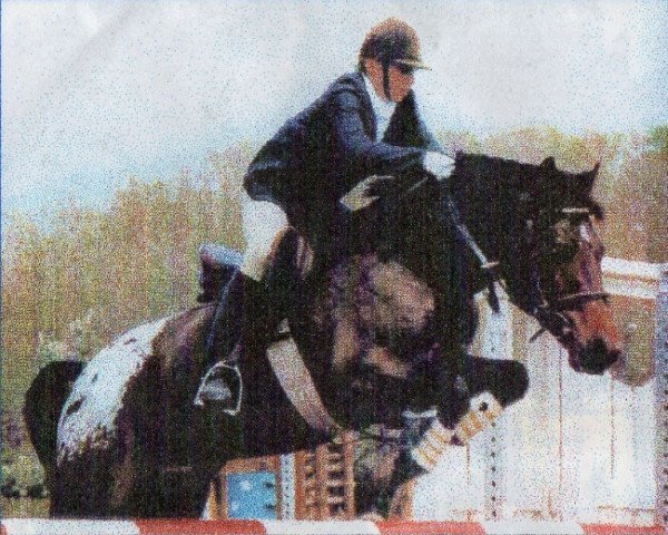 stallion Hassan (German Riding Pony, 1986, from Herzbube)