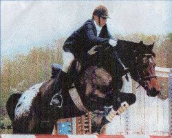 Deckhengst Hassan (Deutsches Reitpony, 1986, von Herzbube)