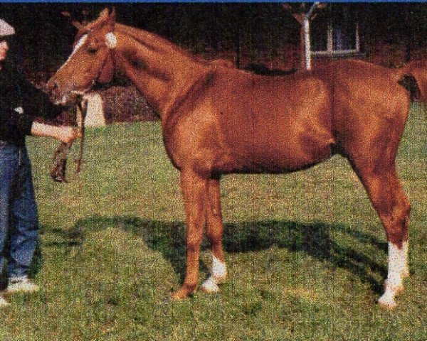stallion Zauberkai ox (Arabian thoroughbred, 1982, from Kaidal II ox)