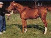 stallion Zauberkai ox (Arabian thoroughbred, 1982, from Kaidal II ox)
