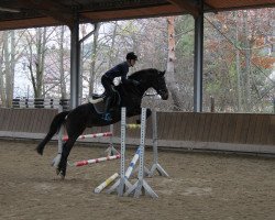 horse Salonas (Trakehner,  )