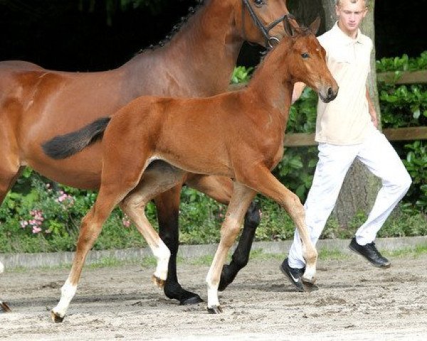 jumper How Tender F Tarpania (KWPN (Royal Dutch Sporthorse), 2012, from Nabab de Rêve)