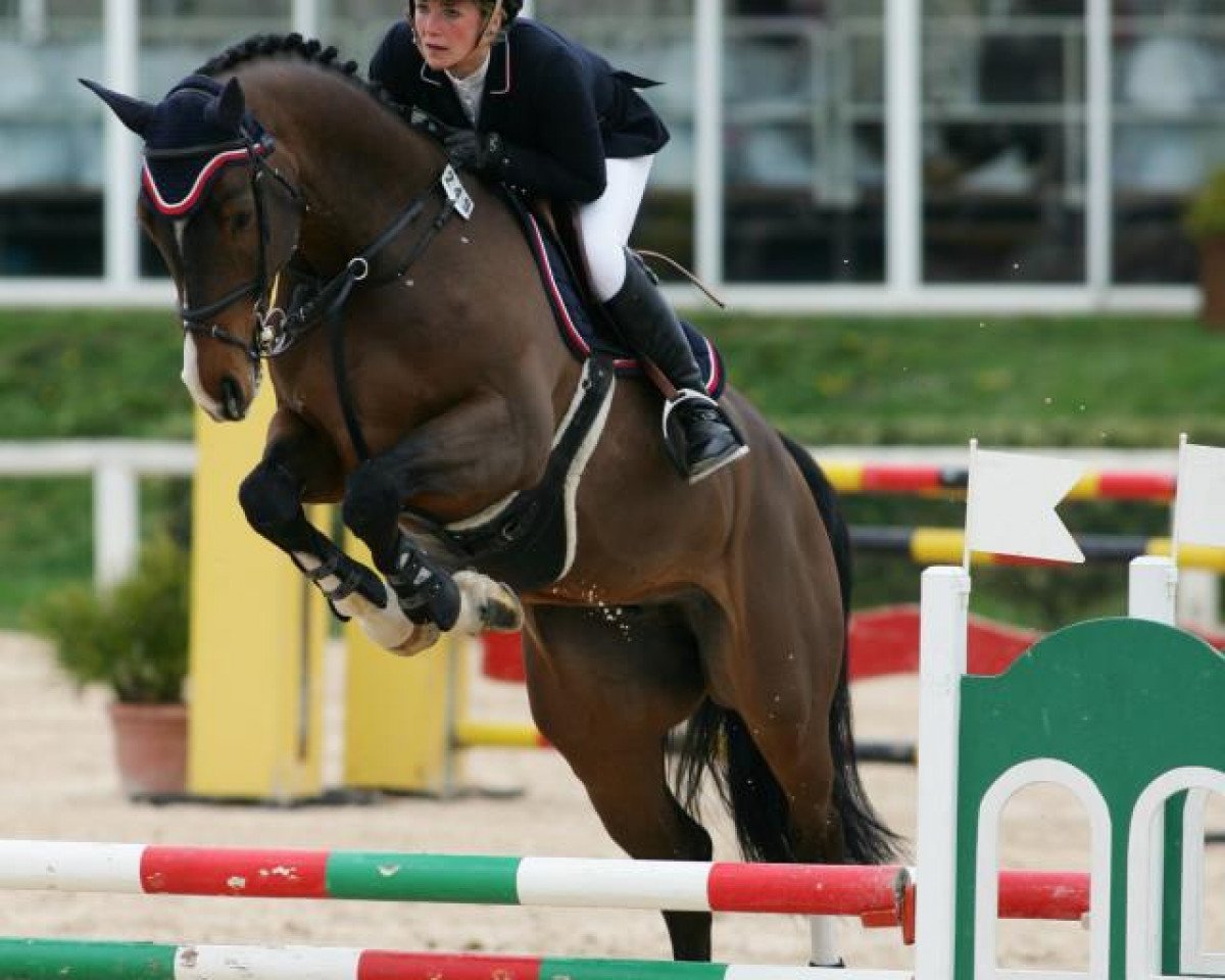 Springpferd Delano (KWPN (Niederländisches Warmblut), 2008, von Clinton)