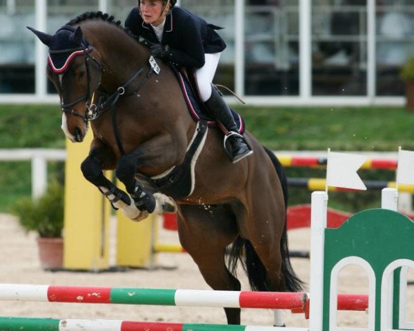 jumper Delano (KWPN (Royal Dutch Sporthorse), 2008, from Clinton)