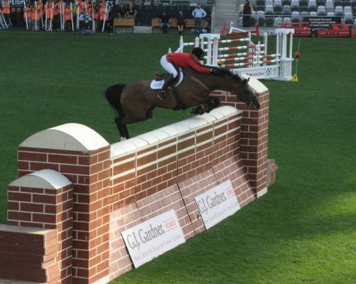 Springpferd Zehrenland (KWPN (Niederländisches Warmblut), 2004, von Cantos)