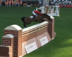 jumper Zehrenland (KWPN (Royal Dutch Sporthorse), 2004, from Cantos)