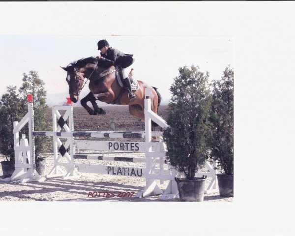 jumper Viscount (KWPN (Royal Dutch Sporthorse), 2002, from Burggraaf)