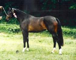 Zuchtstute Orchard Perestrojka (Nederlands Welsh Ridepony, 1990, von Vita Nova's Golden Boris)