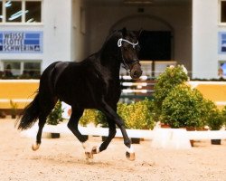 stallion Molenhorn's Springtime (Nederlands Welsh Ridepony, 2010, from Orchard Boginov)