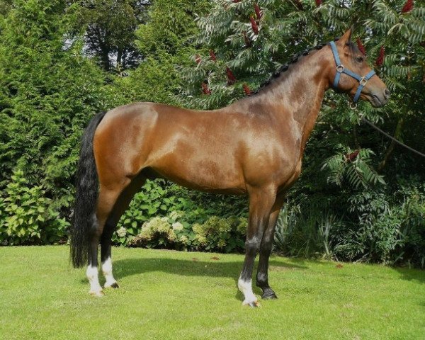 Pferd Molenhorn's Romano (Welsh Partbred, 2004, von Aester El Nino)