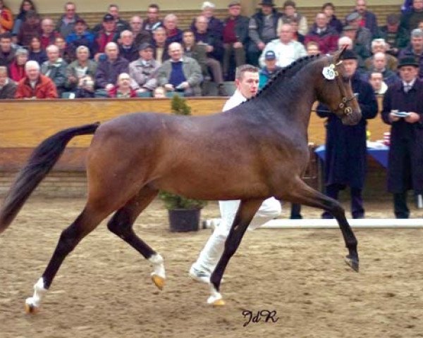 stallion Molenhorn's Rico (Welsh, 2002, from Vita Nova's Golden Boris)